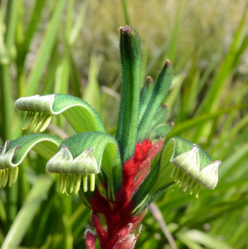 Kangaroo Paw Seedling Starter Kit