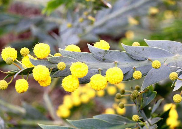 Clay Wattle Seedling Starter Kit