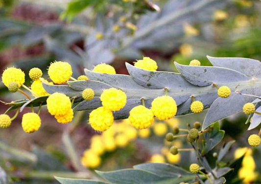Clay Wattle Seedling Starter Kit