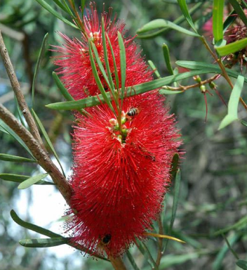 Firey Bottlebrush Seedling Starter Kit