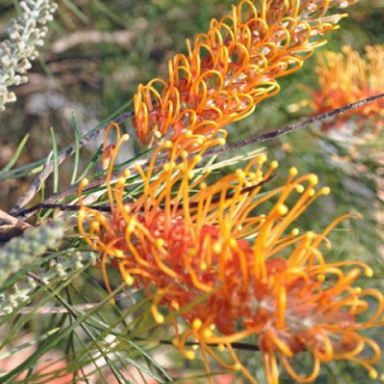 Orange Flame Grevillea Seedling Starter Kit