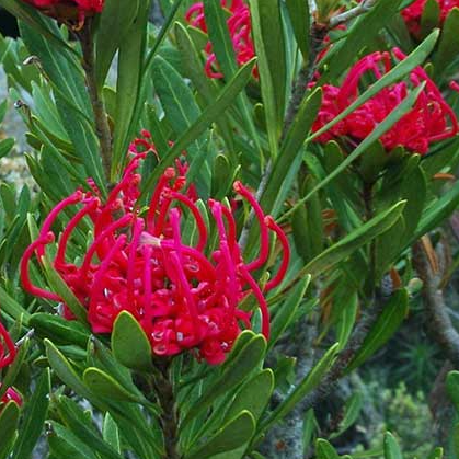 Tasmanian Waratah Seedling Starter Kit